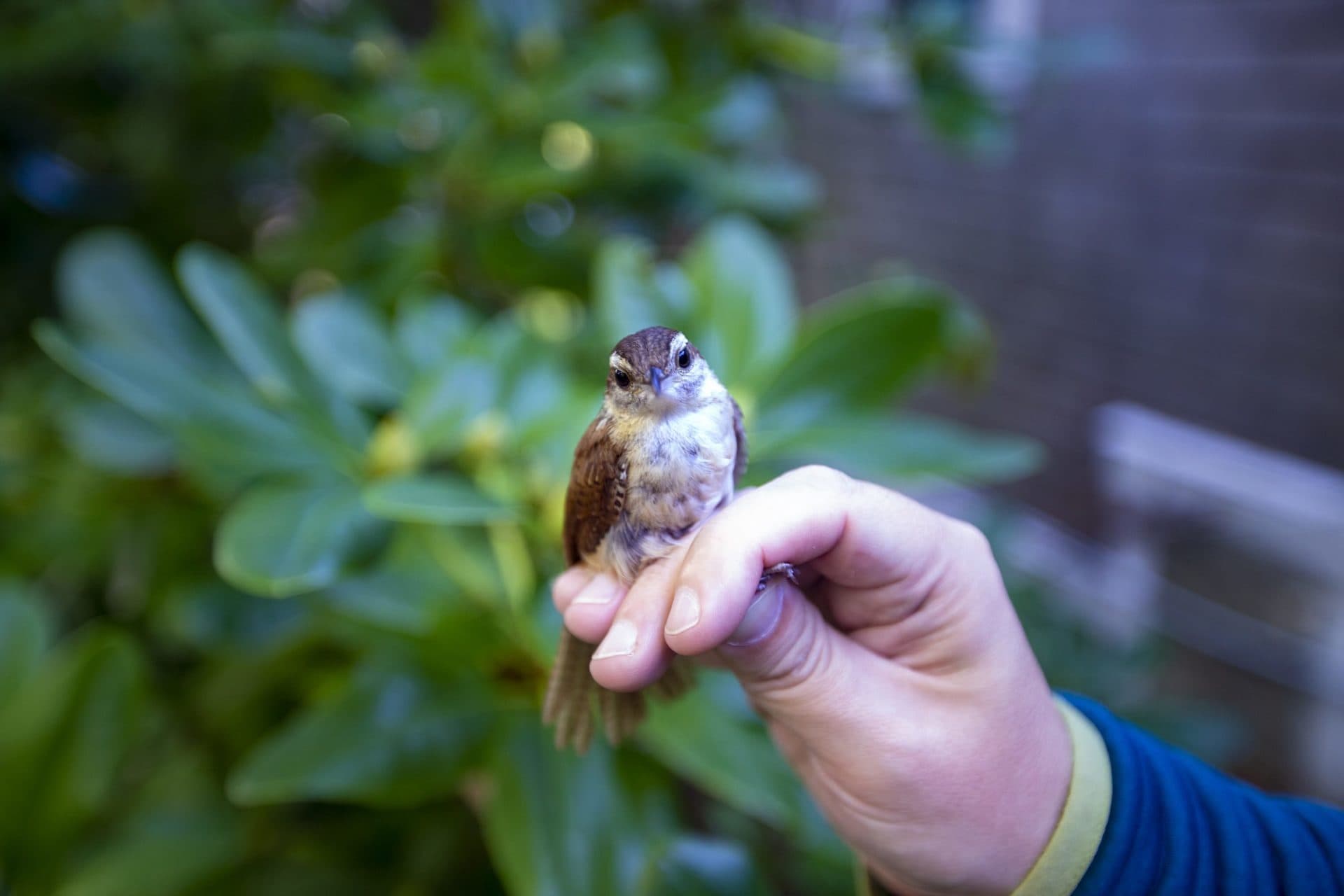 Manomet director Evan Dalton holds a Carolina wren preparing to release it after it has been banded. (Jesse Costa/WBUR)