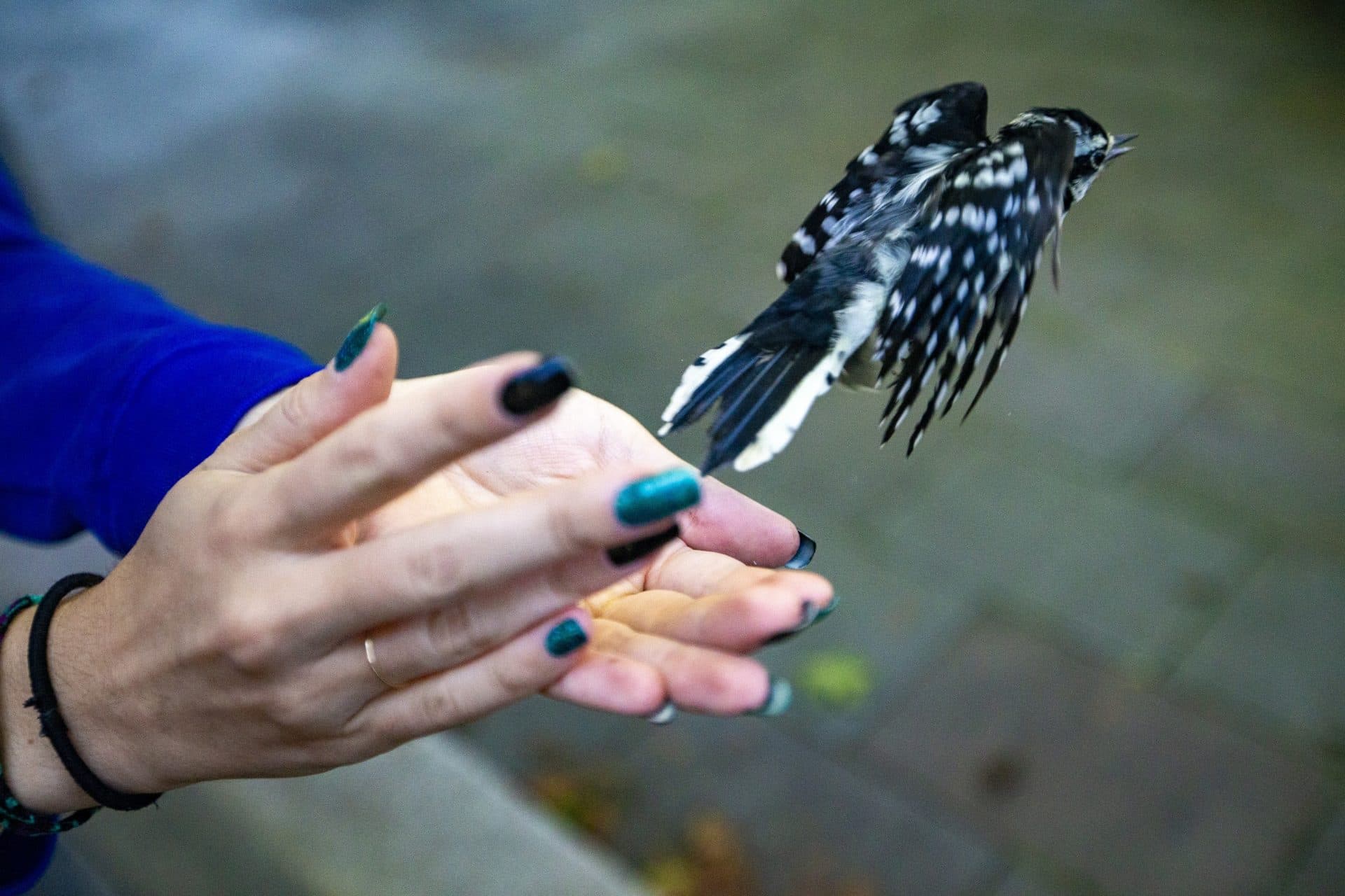 Manomet bird bander Amy Hogan releases a yound downy woodpecker after it’s been banded. (Jesse Costa/WBUR)