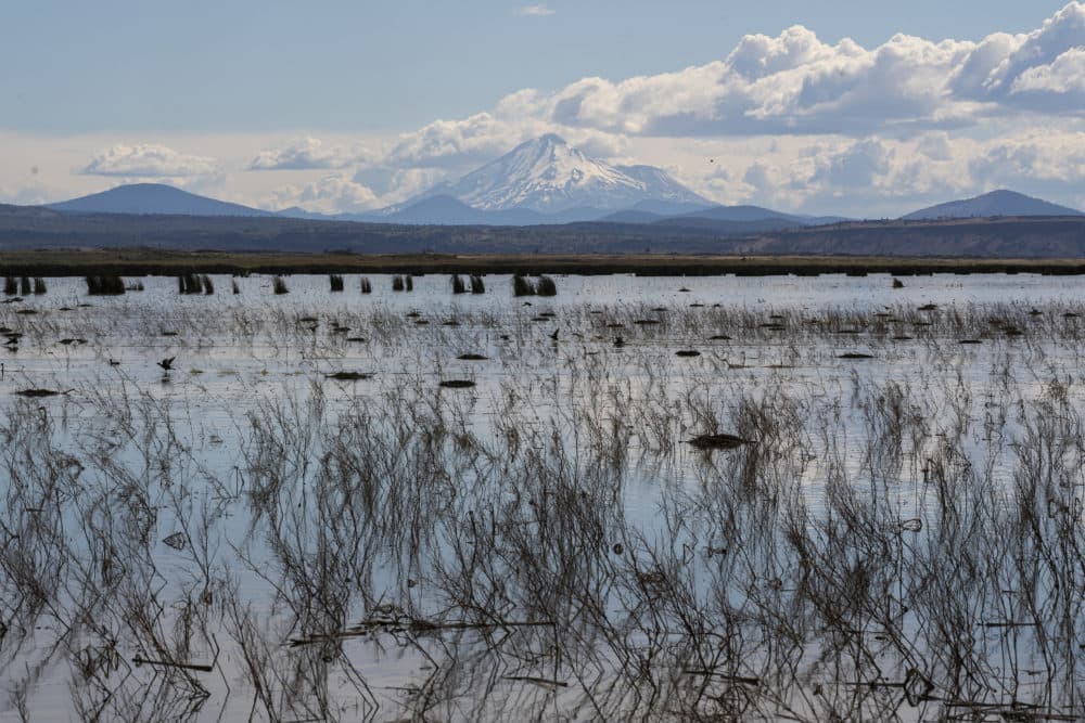 Birds and other wildlife move through a wetland in the Klamath River Basin in Tulelake, Calif. (AP Photo/Nathan Howard)