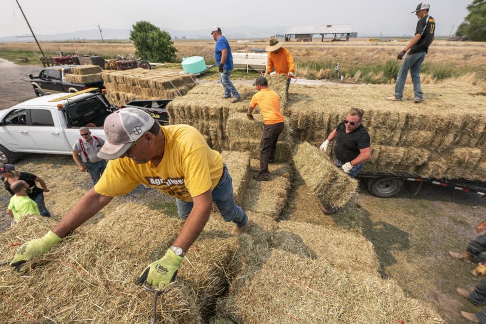 Jim Shanks, left, and other ranchers from the Klamath River Basin collect hay. (AP Photo/Nathan Howard)