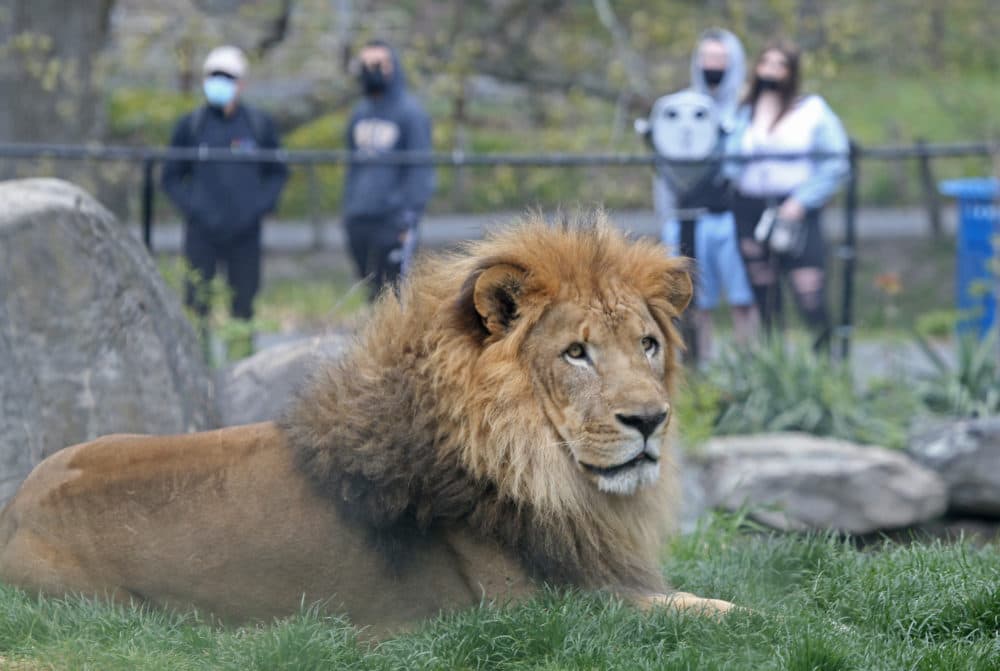 Lions at the Franklin Park Zoo on May 7, 2021 in Boston. (Matt Stone/MediaNews Group/Boston Herald via Getty images)