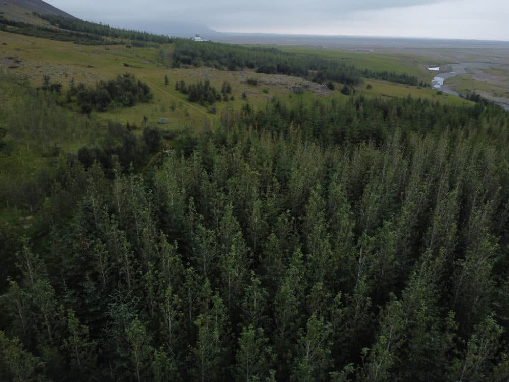 In this aerial view a small forest of pine and birch trees stands on August 17, 2021 near Hofn, Iceland. (Sean Gallup/Getty Images)