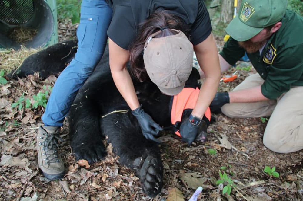 A cover is placed over the male bear’s eyes before Emily Carrollo and her team begin their work. (Reid R. Frazier/The Allegheny Front)