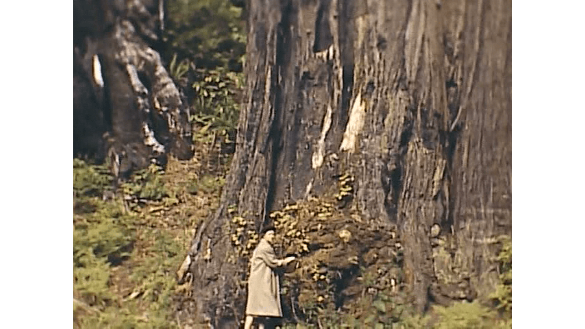 A still from the film "Terra Femme." (Courtesy The DocYard)