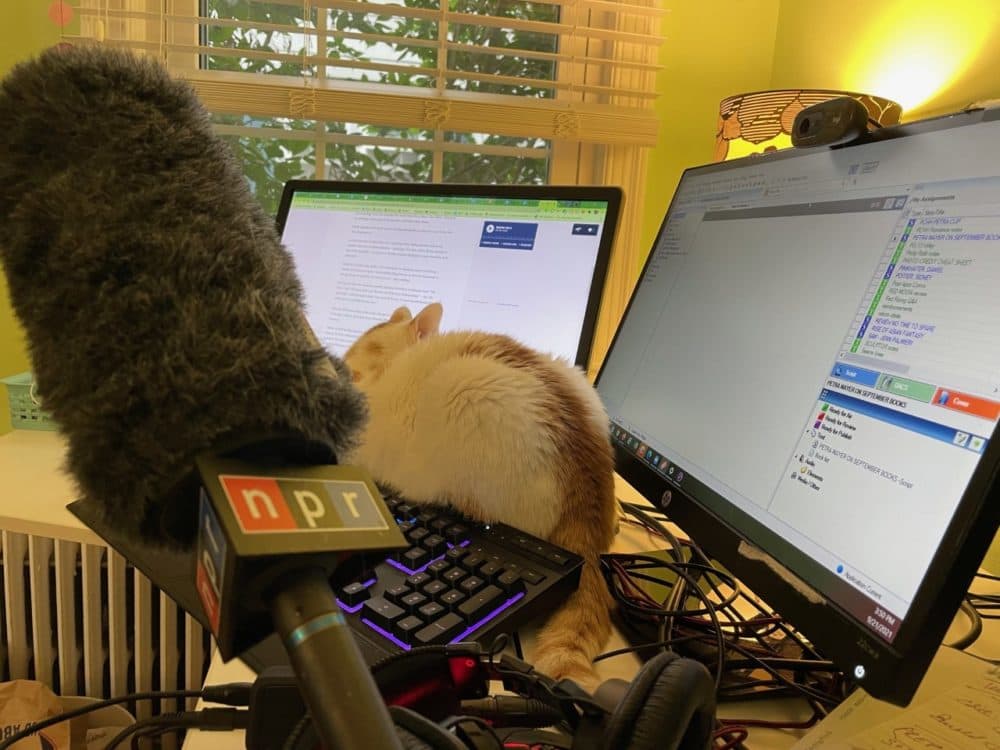 Petra Mayer's cat Godfrey helping her prepare for her interview. (Courtesy)
