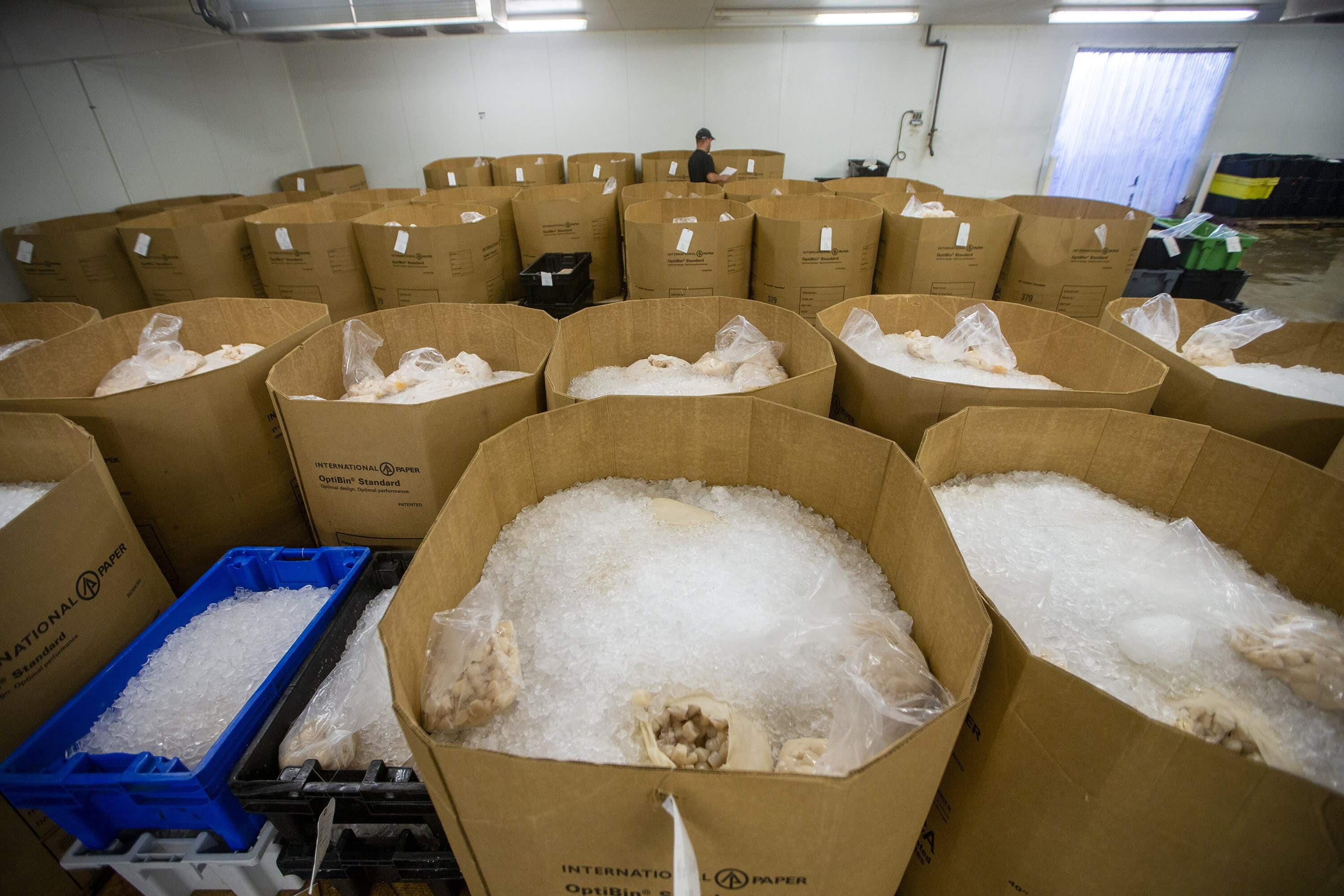 Boxes of scallops being prepared for shipping to buyers in the warehouse of the Buyers and Sellers Exchange Seafood Auction House in New Bedford. (Jesse Costa/WBUR)