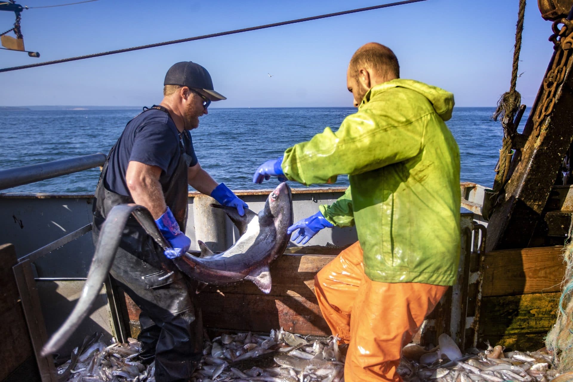 Fishermen Jamey McGroarty, left, and Rocco Raspa wrestle with a thresher shark that was caught in the net to throw it overboard. (Jesse Costa/WBUR)