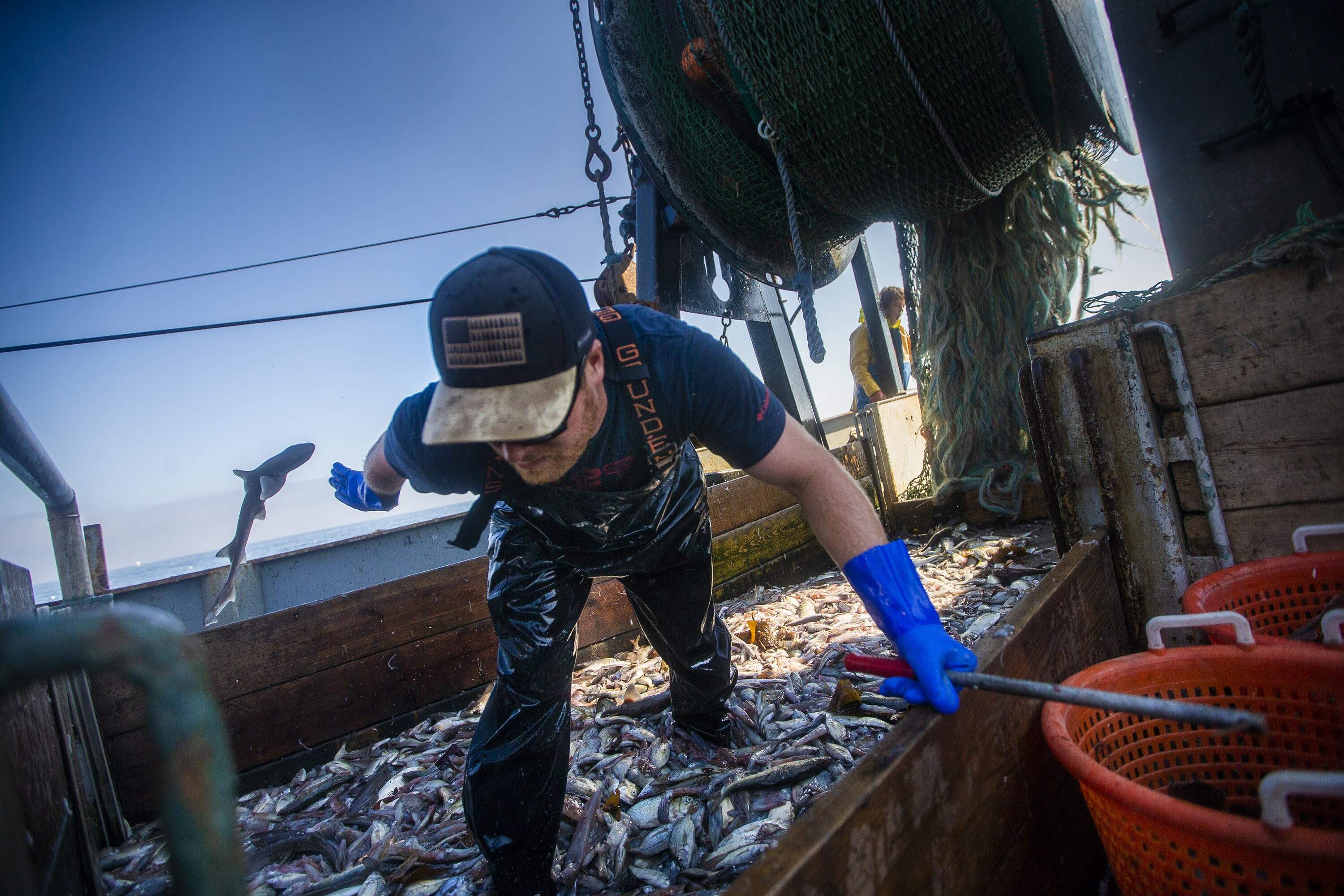 Jamey McGroarty hurls a dogfish overboard to begin separating the squid from the bycatch of their haul. (Jesse Costa/WBUR)