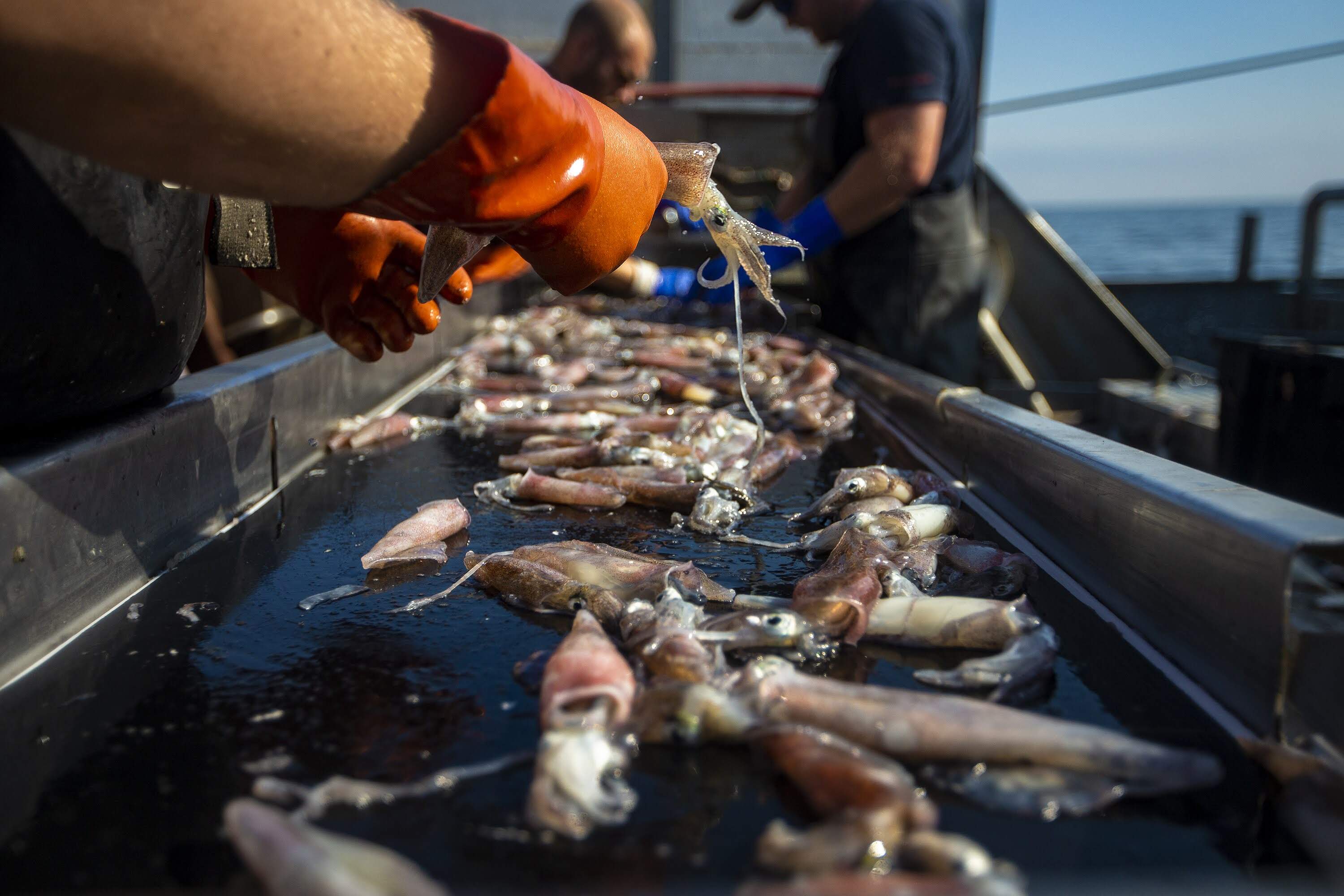 Hodnik picks up a squid from a conveyor belt as fisherman separate the larger sized squid from the smaller ones. (Jesse Costa/WBUR)