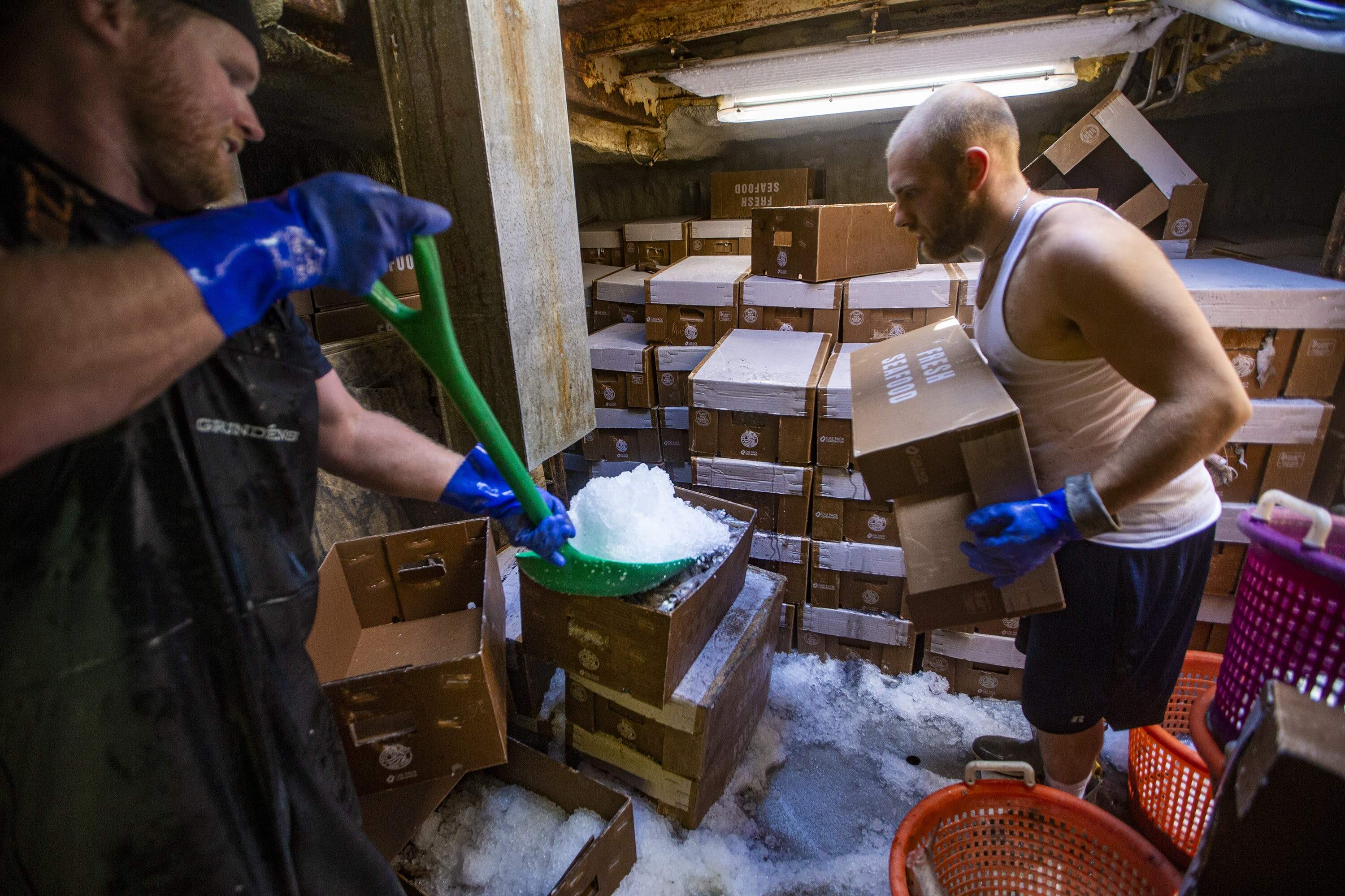 McGroarty shovels ice onto a box full of squid as Rocco Raspa prepares to close it up and stack it with other boxes down in the hole. (Jesse Costa/WBUR)