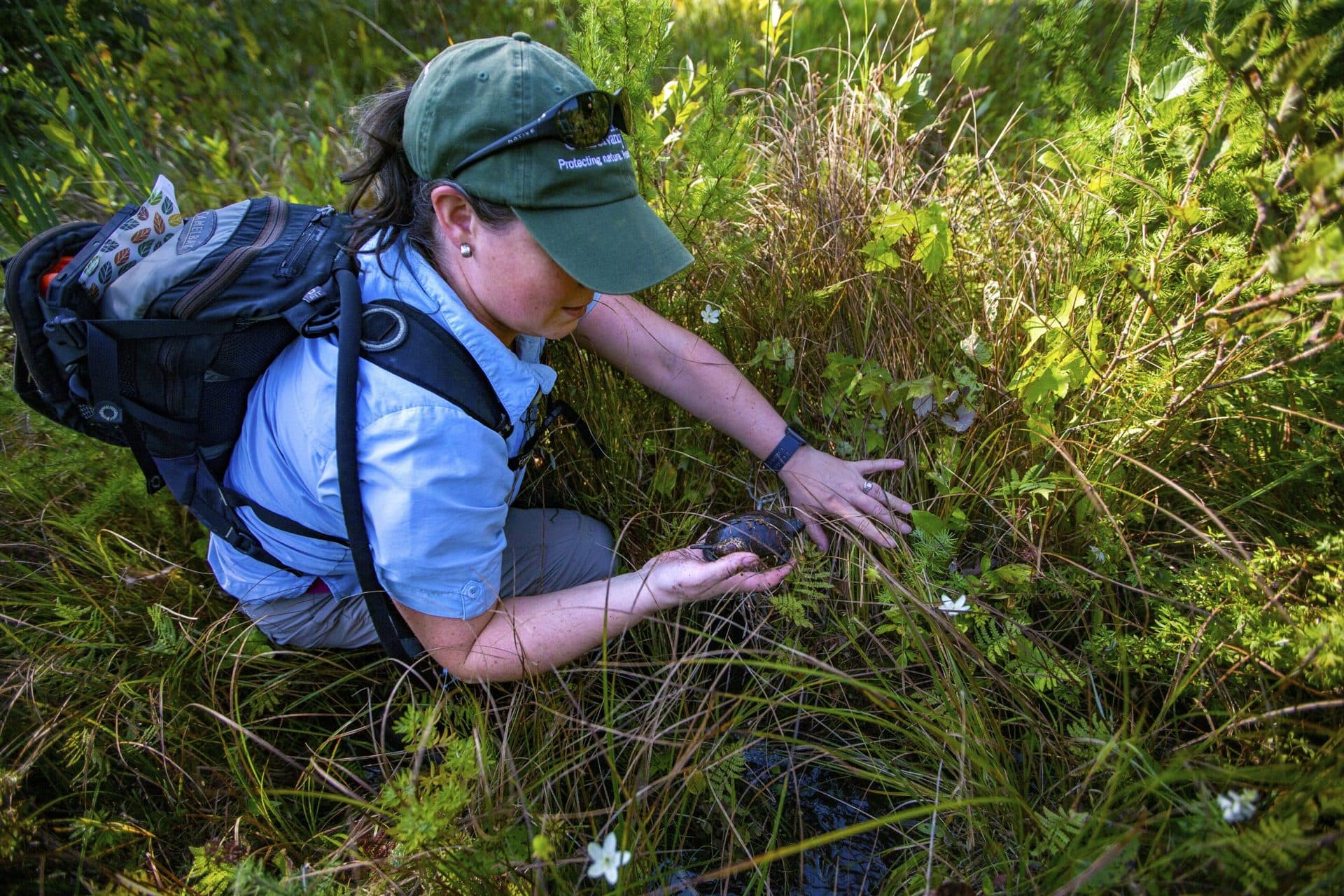 Angela Sirois-Pitel, stewardship manager for The Nature Conservancy, pulls out a male bog turtle from beneath a hummock in a wetland area in the Berkshires.. (Jesse Costa/WBUR)