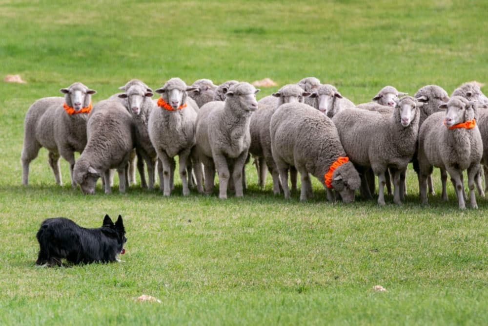 At the Meeker Classic Sheepdog Championship Trials, orange collars are placed on some sheep, and part of competition is that handlers and dogs have separate those with collars and those without. (Hart Van Denburg/CPR News)