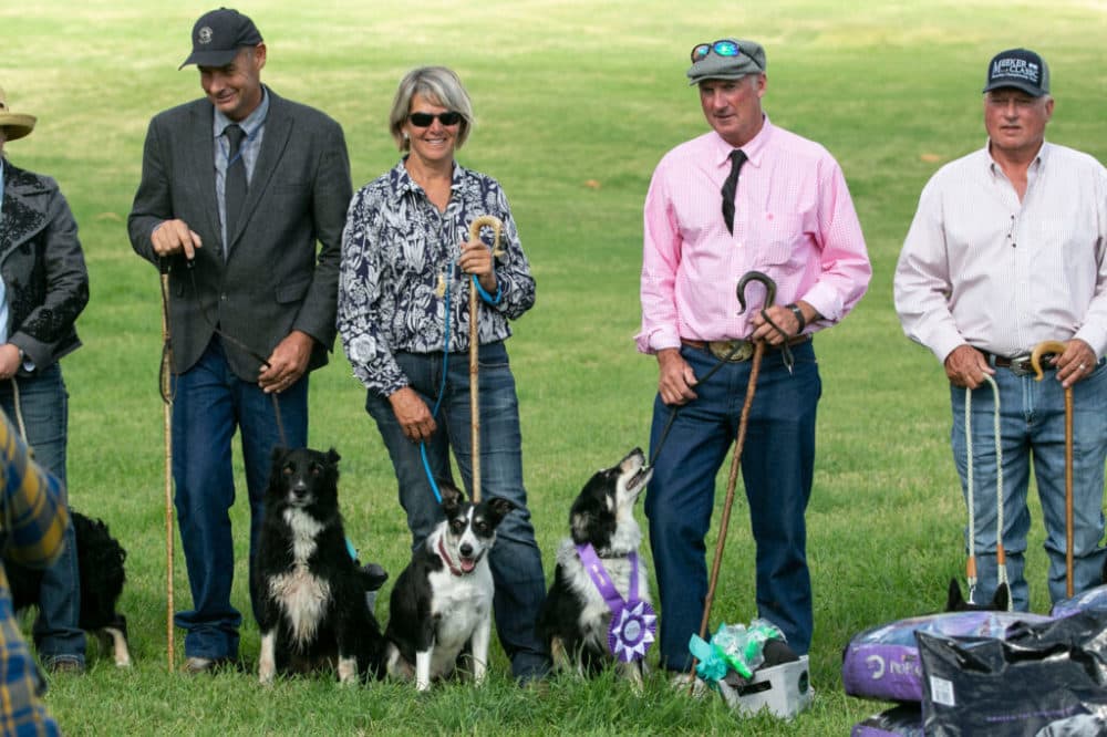 Overall winners Alice, with handler Scott Glen in the pink shirt, of New Dayton, Alberta, Canada, and other finalists during awards at the 2021 Meeker Classic Sheepdog Championship Trials. (Hart Van Denburg/CPR News)