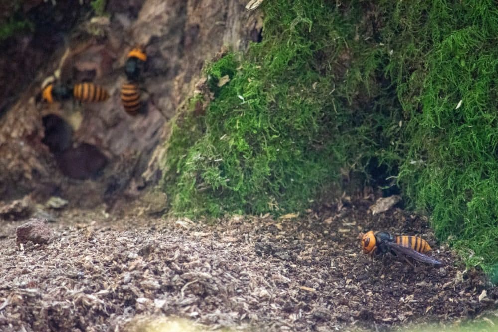 Murder hornets leaving the nest. (Courtesy of the Washington state Department of Agriculture)