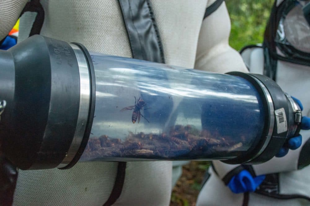 The Washington state Department of Agriculture removing a murder hornet nest. (Courtesy of the Washington state Department of Agriculture)