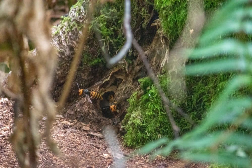 Murder hornets leaving the nest. (Courtesy of the Washington state Department of Agriculture)