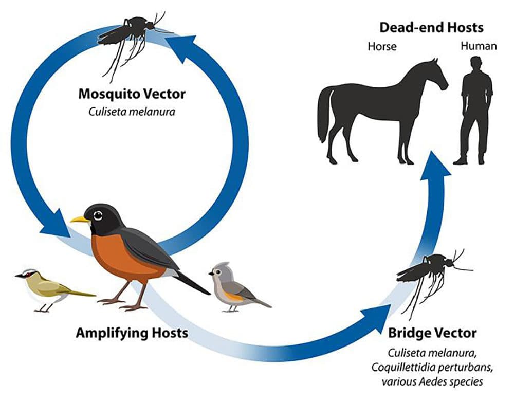 A chart showing the transmission of Eastern equine encephalitis. (Image via the Center for Disease Control and Prevention)