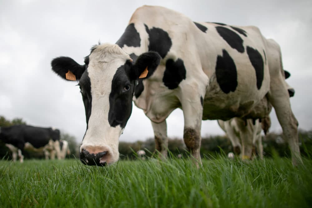 A cow eats grass in a field at a farm. (Lou Benoist/AFP via Getty Images)