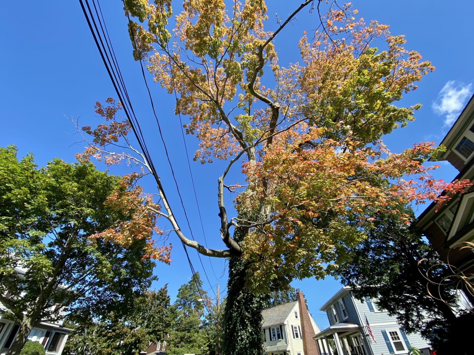 A favorite tree of editor Meghan Kelly in her neighborhood. (Meghan Kelly/WBUR)