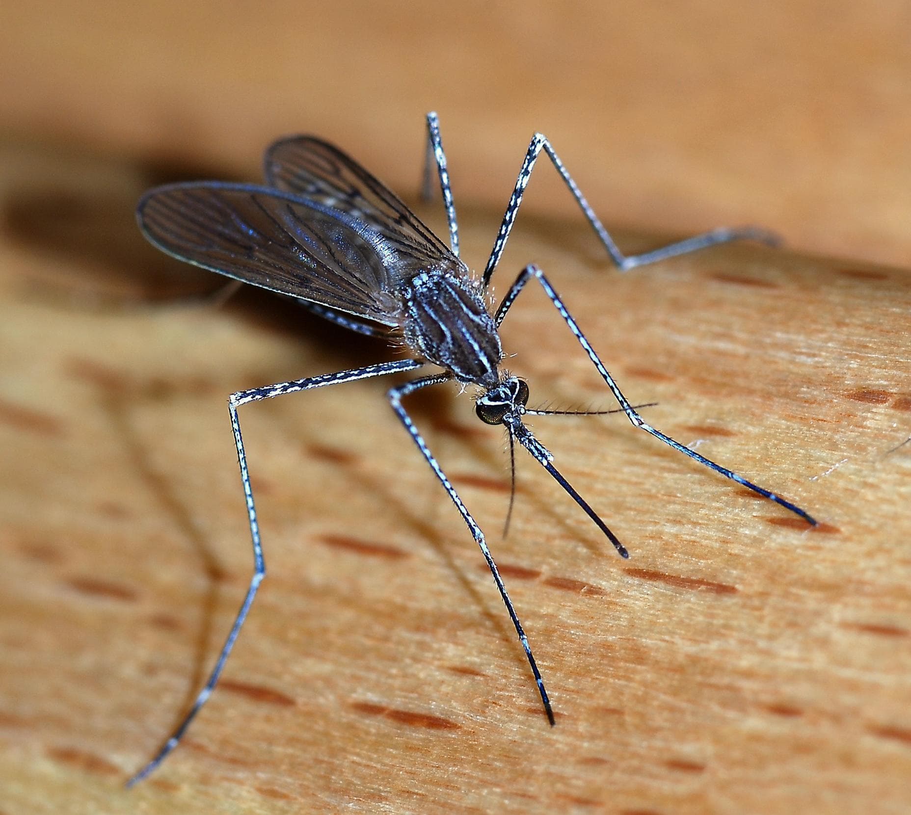 A female mosquito. (Image credit Alvesgaspar/Creative Commons)