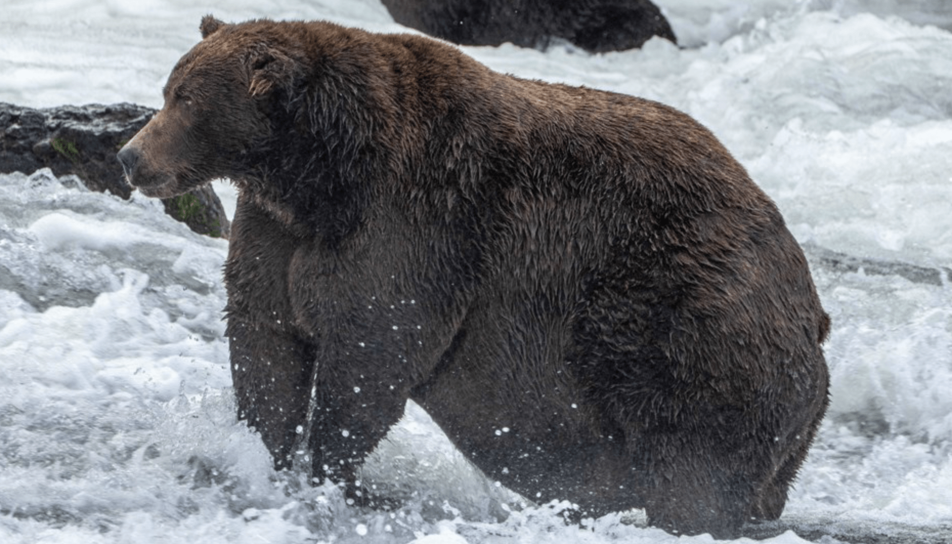 Bear 747, a large adult male, is in the running for fattest bear. (L. Law/National Park Service)
