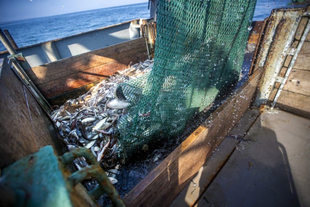 A net full of squid and various other types of fish is released onto the deck of the Cailin & Mairead. (Jesse Costa/WBUR)