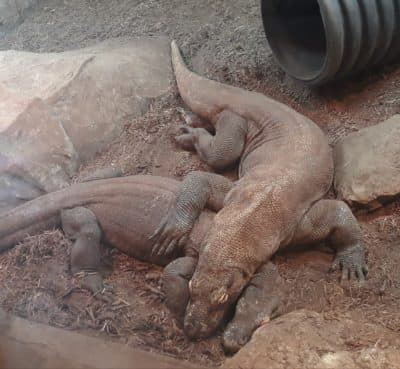 Snuggling komodo dragons. (Hope Roth/San Antonio Zoo)