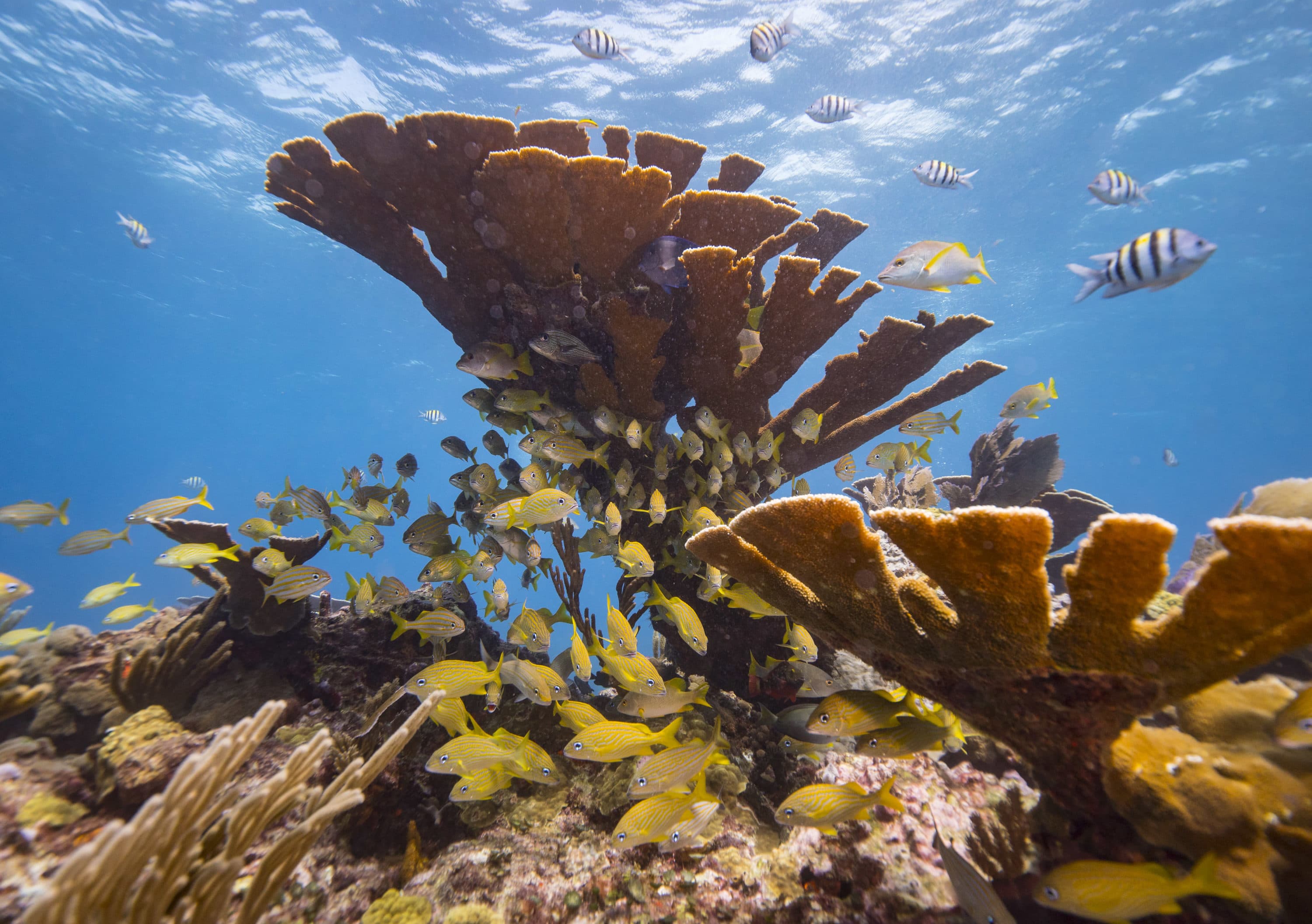 A school of fish and a sea can in a healthy coral reef off the coast of Isla Mujeres, Mexico on Sept. 26, 2018. (Donald Miralle/Getty Images for Lumix)