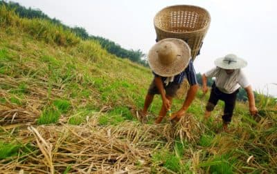 How researchers at UC Davis developed a new strain of rice to help farmers in Southeast Asia