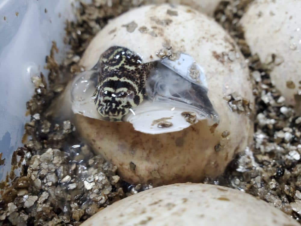 A komodo dragon hatching. (Hope Roth/San Antonio Zoo)