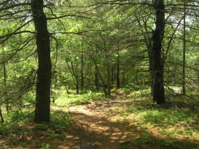 New state report outlines how to manage Mass. forests to store more carbon