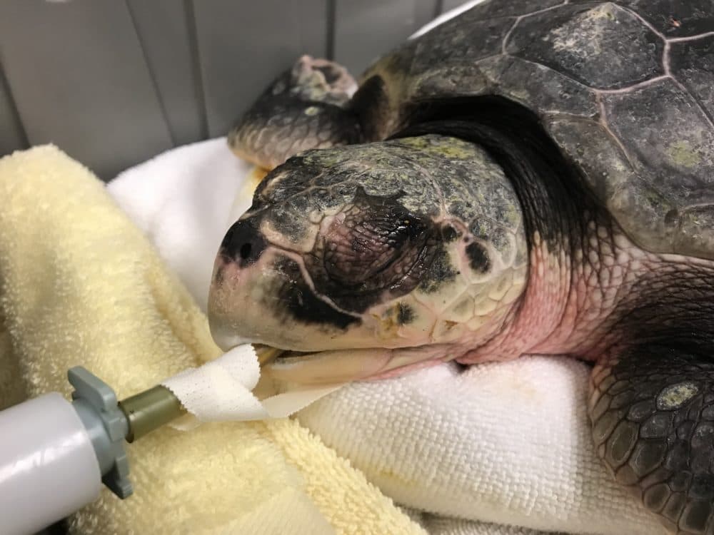 A rescued sea turtle on a ventilator at the New England Aquarium’s Sea Turtle Hospital in Quincy. (Courtesy New England Aquarium) 