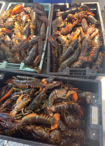 Dead lobsters photographed by a Cape Cod lobsterman in 2019. (Courtesy Tracy Pugh/Mass. Division of Marine Fisheries)