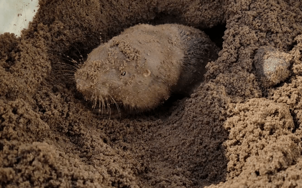 Scientists want to know why gophers glow under blacklight | NCPR News
