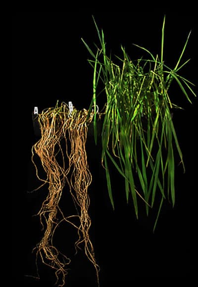 On the left, conventional rice. On the right, ice engineered with the submergence tolerance gene (Sub1A). Plants were grown for 2 weeks, submerged for 2 weeks and then allowed to recover for 2 weeks in the greenhouse. (Laboratory of Pamela Ronald)