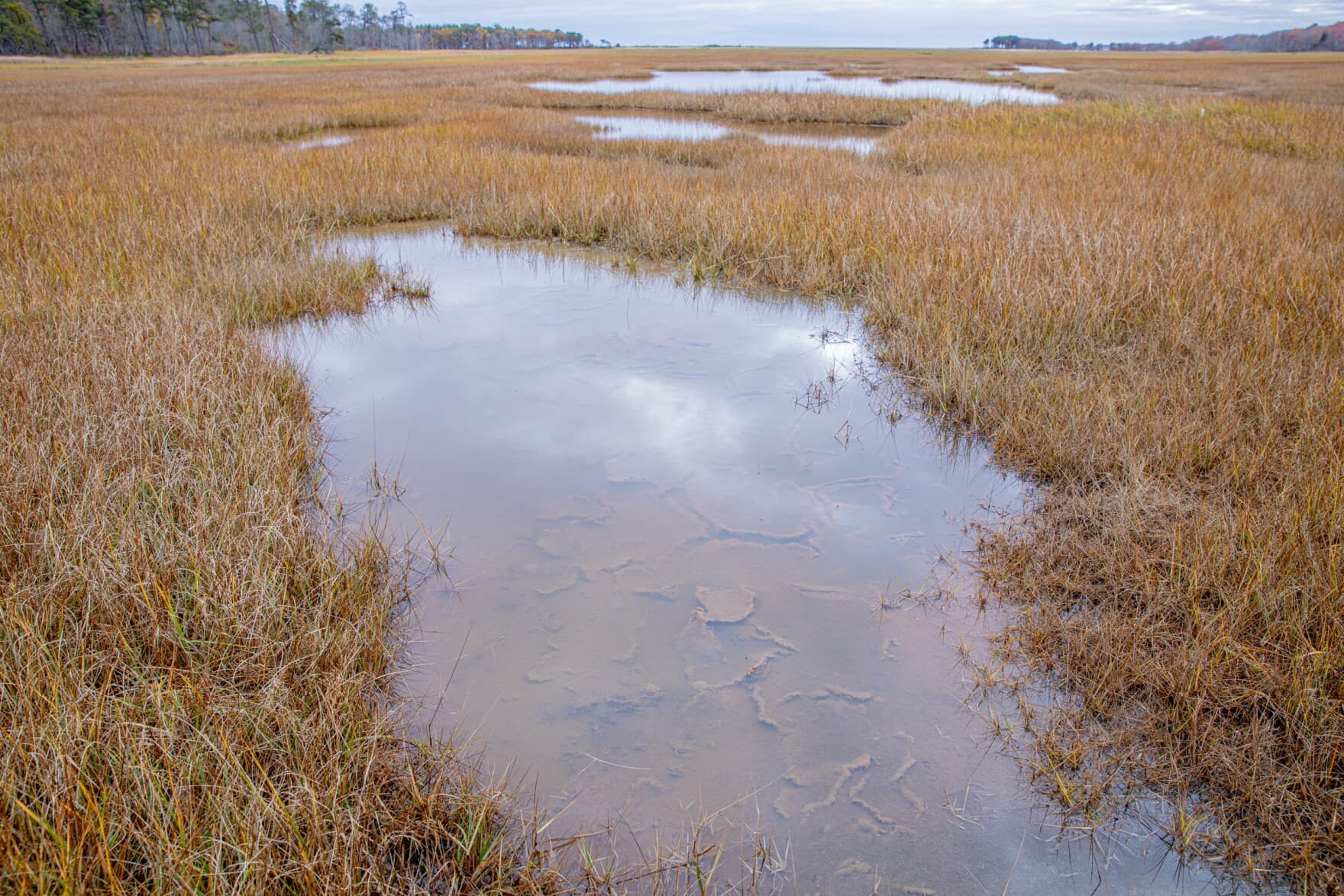 Big puddles, known as mega pools, are unnatural and a sign that the marsh is stressed and not functioning properly. (Rebecca Conley/Maine Public)