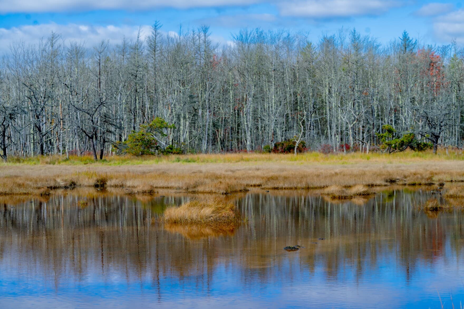 A 'ghost forest' where trees have died because of more storms and higher water levels. These ghost forests ring every marsh at the Rachel Carson Wildlife Refuge in Wells, Maine. (Rebecca Conley/Maine Public)