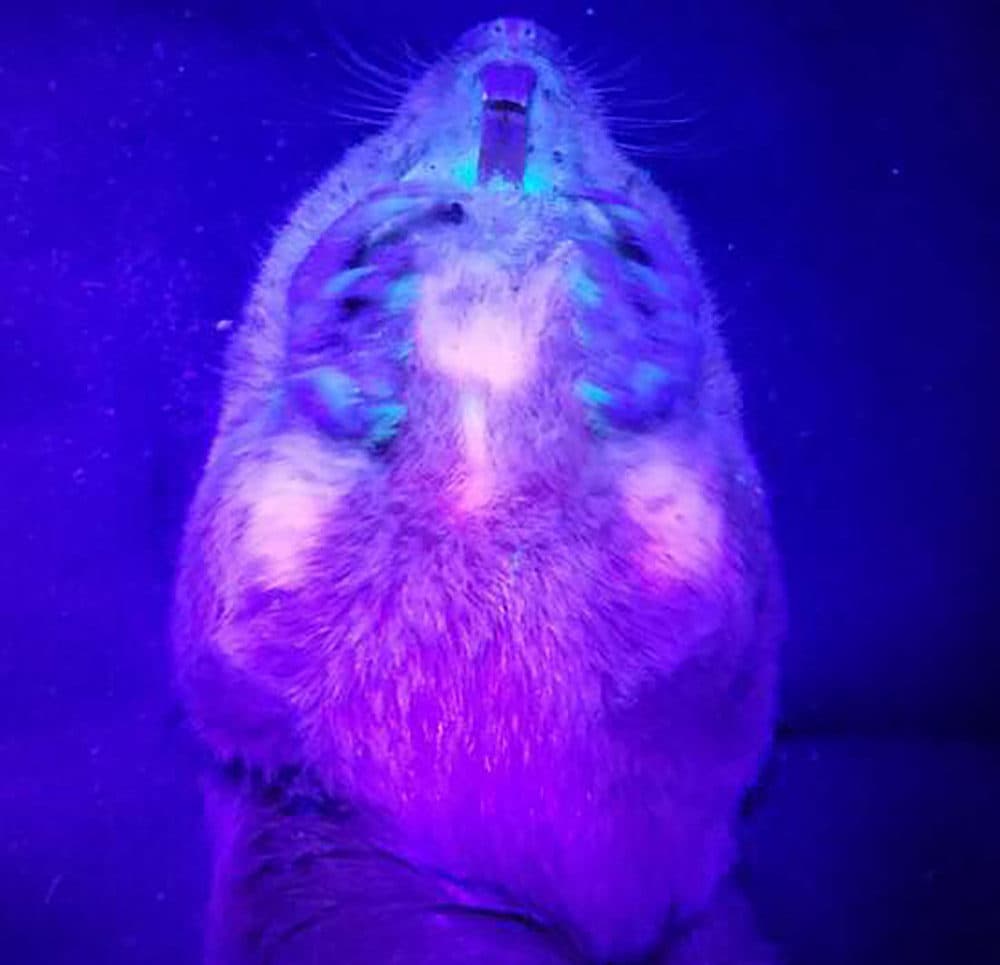 A sedated Southeastern pocket gopher fluorescing under black light. (Credit courtesy of JT Pynne/University of Georgia)