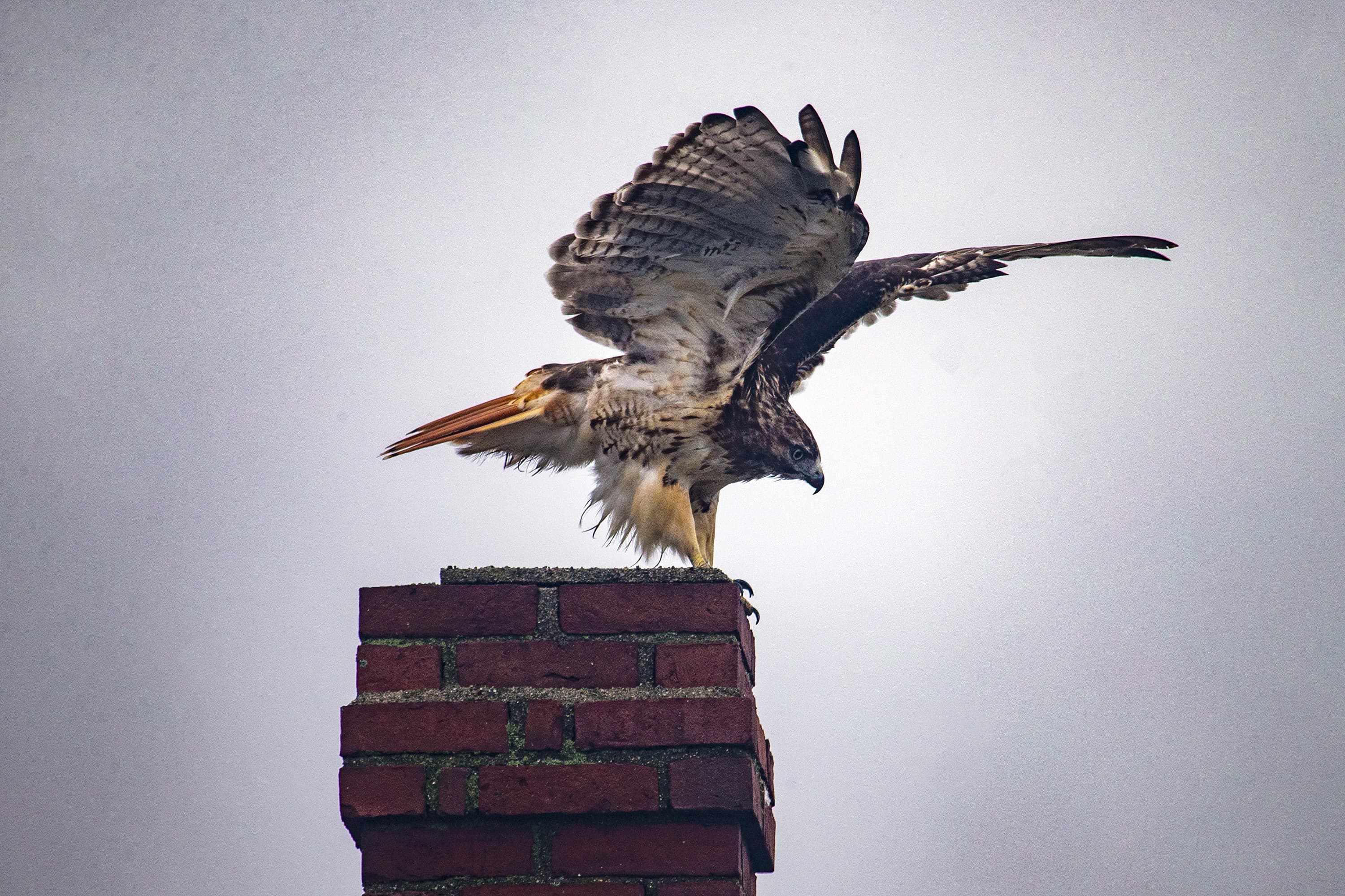 (Jesse Costa/WBUR)