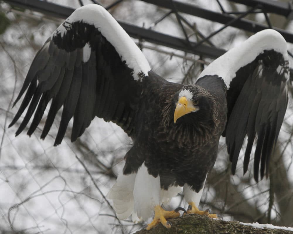 A Steller's sea eagle in winter colors spreads its wings. (Czarek Sokolowski/AP)