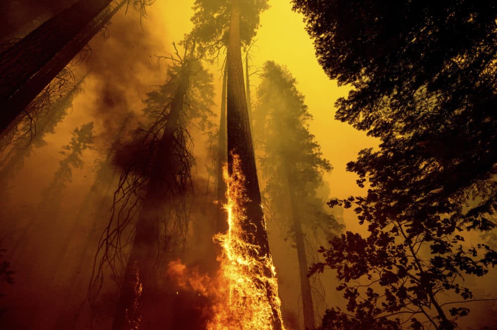 Flames burn up a tree as part of the Windy Fire in the Trail of 100 Giants grove in Sequoia National Forest, Calif., on Sept. 19, 2021. (Noah Berger/AP)