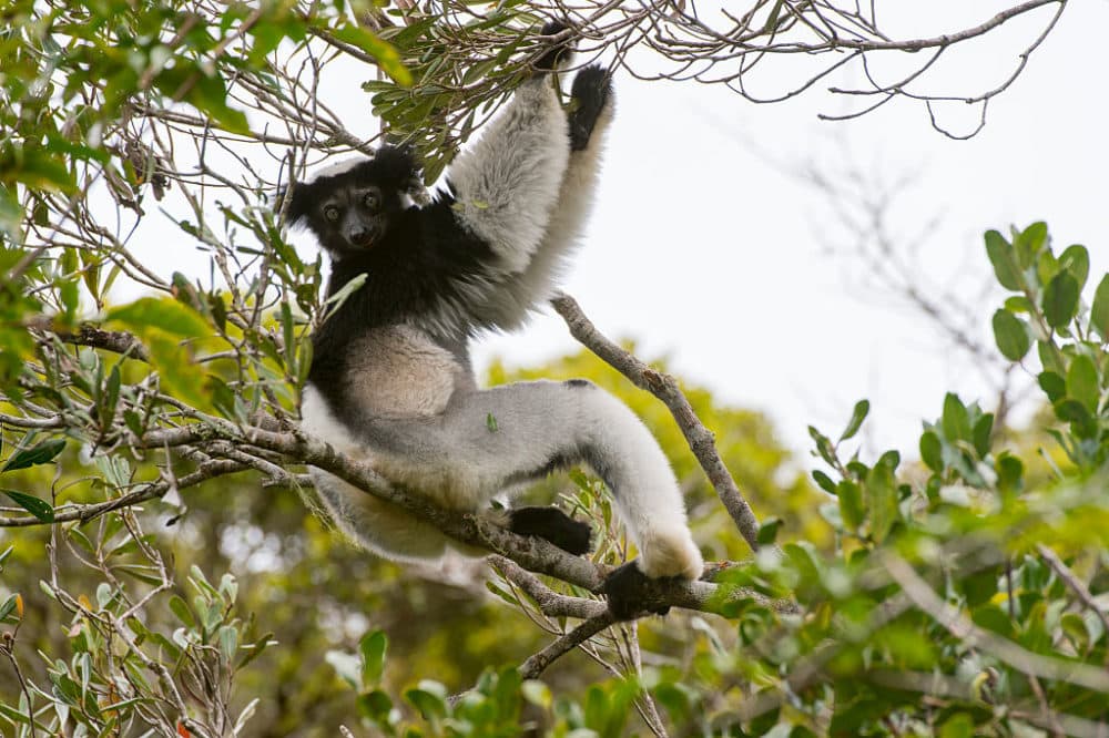 An Indri, the largest living lemur, sitting in a tree in the rainforest of Perinet Reserve, Madagascar. (Wolfgang Kaehler/LightRocket via Getty Images)