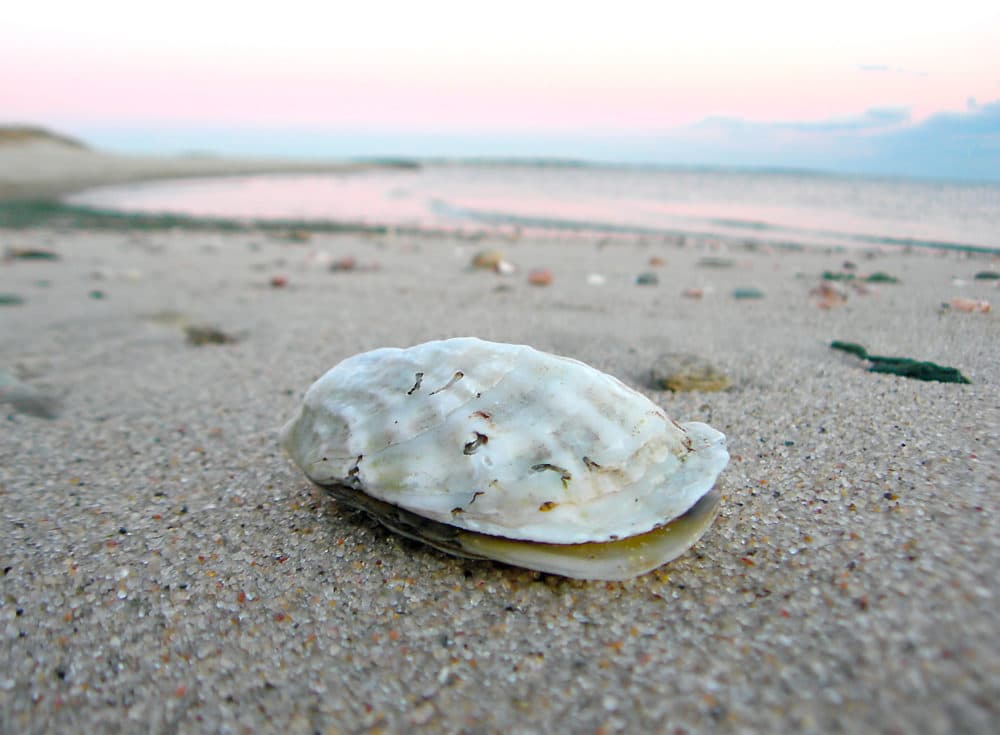 Kathy Gunst recalls a memorable time in July 2021 when she stayed with a dear friend who lives on a saltwater creek in Wellfleet. They headed out onto the mudflats and within 30 minutes, the pair had dug up more than 40 oysters. (Getty Images)