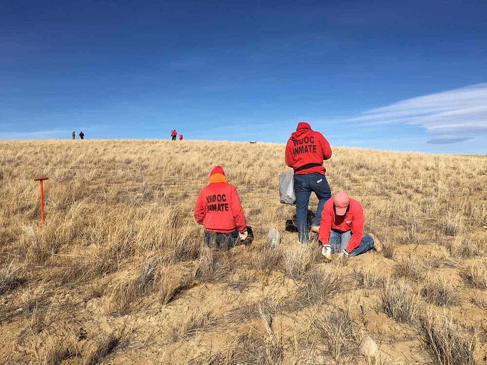 Inmates plant sagebrush they grew to restore an area in Wyoming that was mined for uranium. (Dionné Mejía/Institute for Applied Ecology)