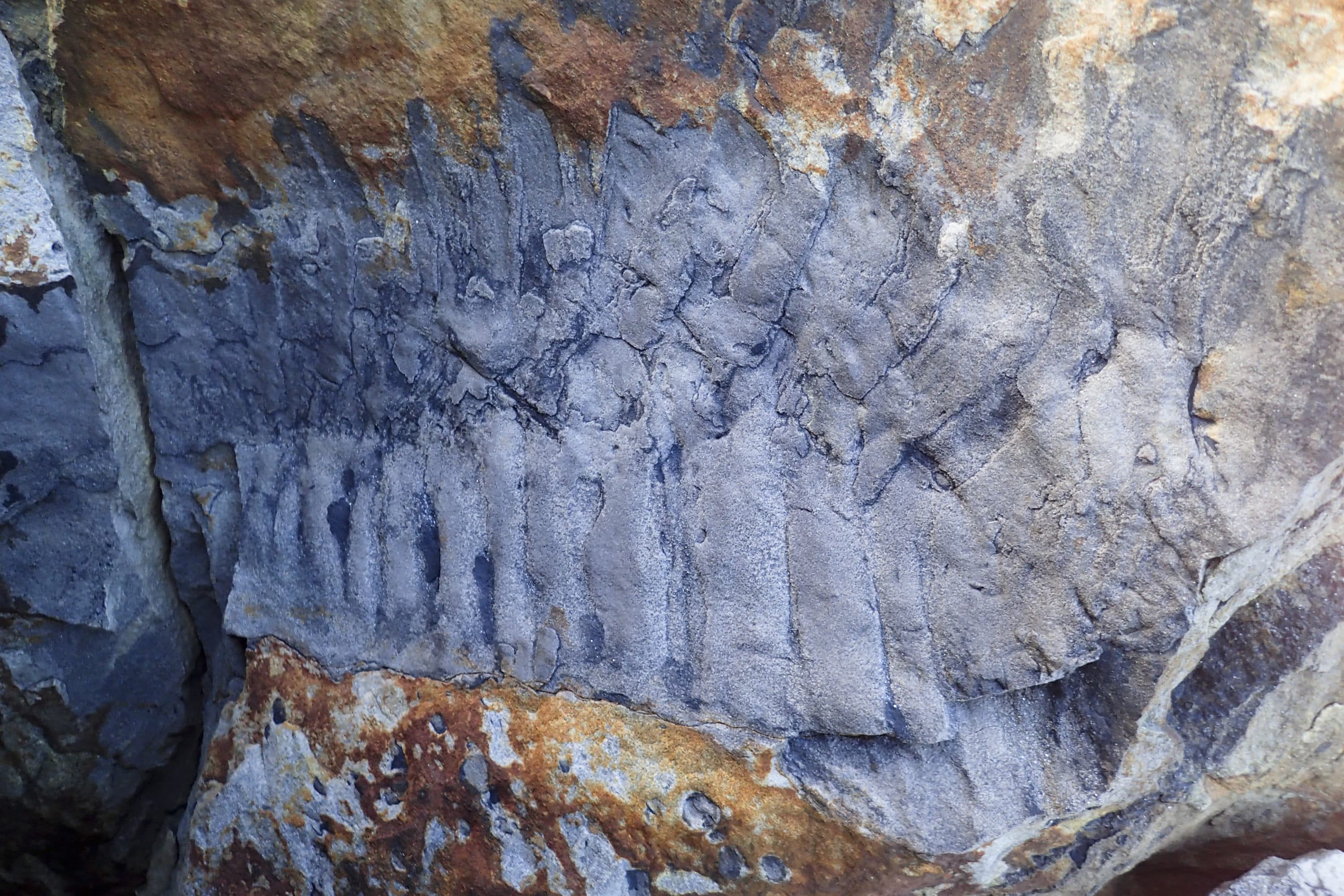 Fossilized section of the giant millipede found in northern England. (Neil Davies)