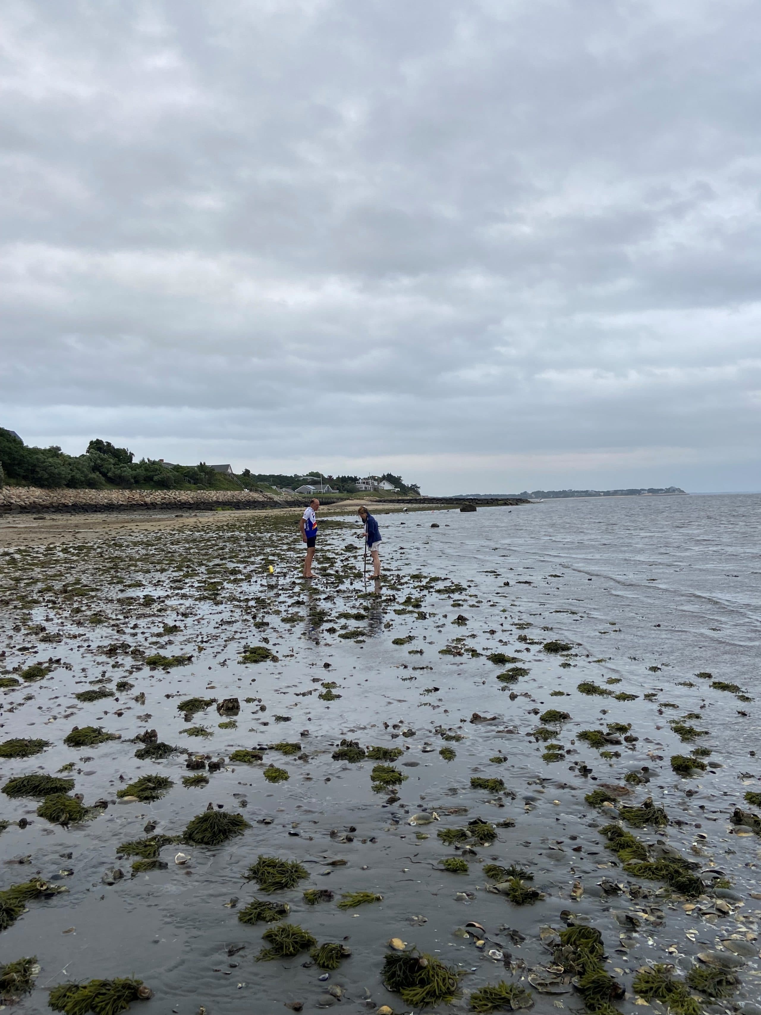 Oyster foraging in Wellfleet, MA. (Kathy Gunst/Here &amp;amp; Now)