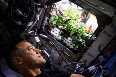 NASA astronaut and Expedition 66 Flight Engineer Thomas Marshburn checks out chile peppers growing inside the International Space Station's Advanced Plant Habitat before they were harvested for the Plant Habitat-04 space botany experiment. (NASA)