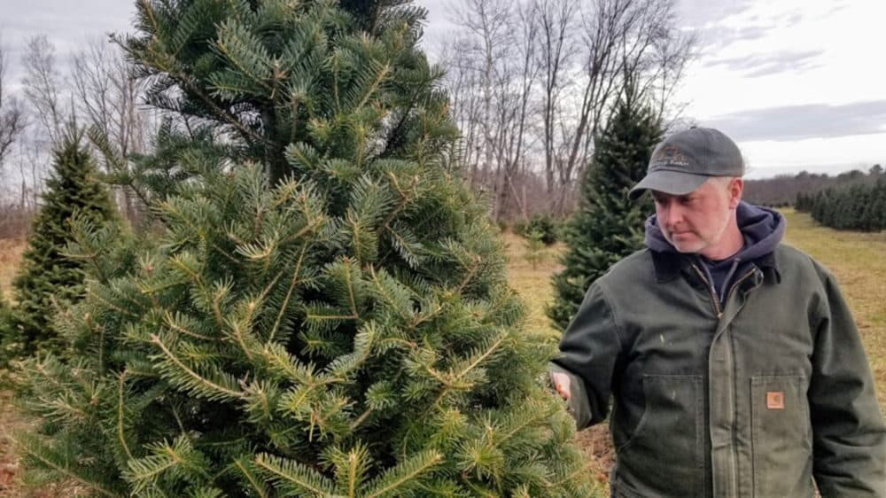 John Weston looks at one of his trees that was damaged in a winter flood. He's tried to reshape the tree with corrective pruning, but he says he won't be able to sell it. (Jennifer Mitchell/Maine Public Radio)