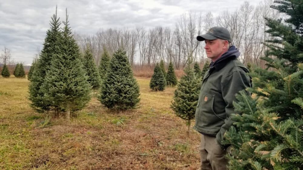 John Weston looking out over about 30 acres of balsam fir, grown for the choose-and-cut market. (Jennifer Mitchell/Maine Public Radio)