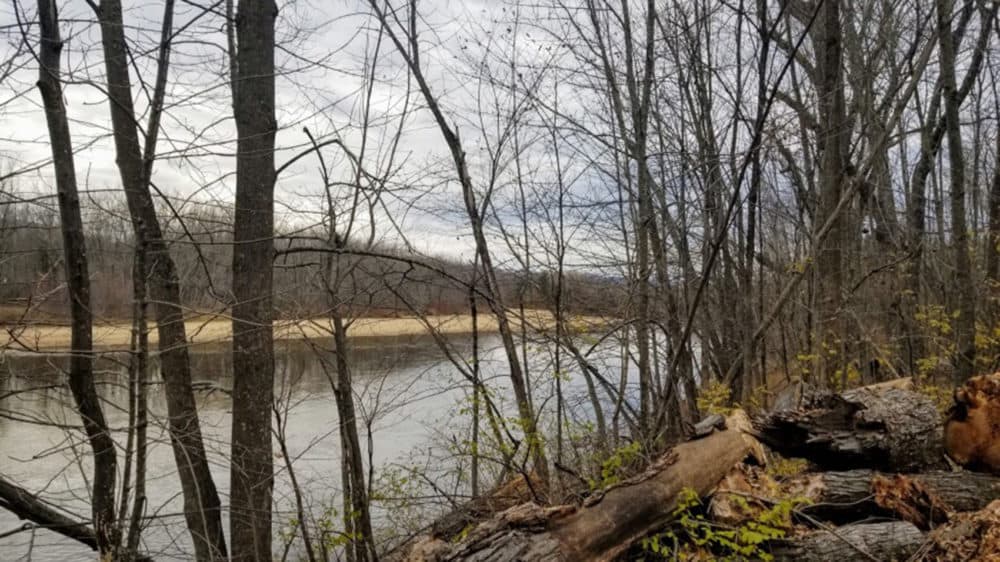 The Saco River runs through part of the 1000 acre farm of crop fields, maple trees, a woodlot, and Christmas tree farm. While the river means good irrigation and fertile soil, a warming climate has led to more extreme and frequent winter flooding. (Jennifer Mitchell/Maine Public Radio)